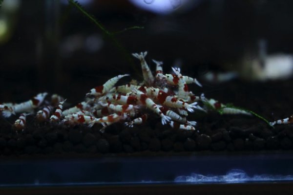 画像2: ローキーズTypeN　SSSグレードの若えび 10匹セット (2)