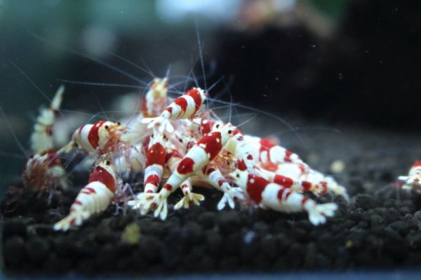 画像2: ローキーズTypeN　SSSグレード　種親候補 (2)