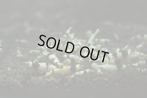 画像3: ノーマルブラックビー　ミドルグレード10匹セット (3)