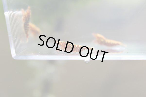 画像2: ギャラクシーフィッシュボーンRED♀　ハイグレード　販売価格はお問い合わせ下さい。 (2)