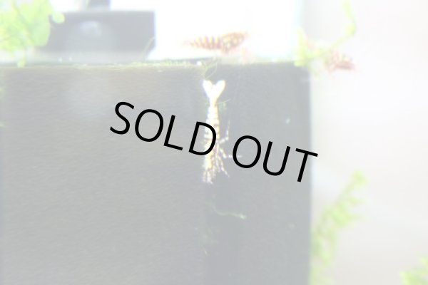 画像3: ギャラクシーフィッシュボーンハイグレードの♂　販売価格はお問い合わせ下さい。 (3)