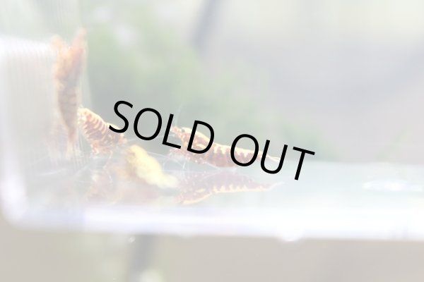 画像4: ギャラクシーフィッシュボーンRED♀　ハイグレード　販売価格はお問い合わせ下さい。 (4)