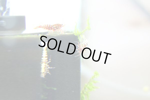 画像4: ギャラクシーフィッシュボーンハイグレードの♂　販売価格はお問い合わせ下さい。 (4)