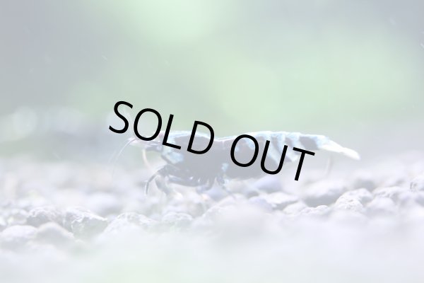 画像1: ブラックナナシーハイグレード (1)