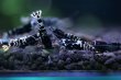 画像5: ブラックナナシーハイグレードペア (5)