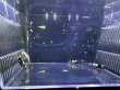 画像1: ブラックナナシーミドルグレード (1)