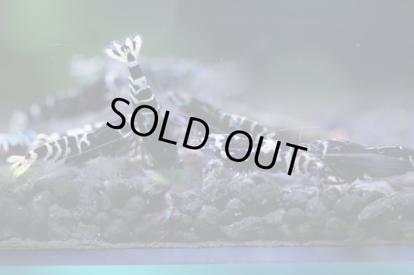 画像5: ブラックナナシーハイグレード (5)