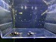 画像4: ブラックナナシーミドルグレード (4)