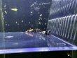 画像2: ブラックナナシーミドルグレード (2)