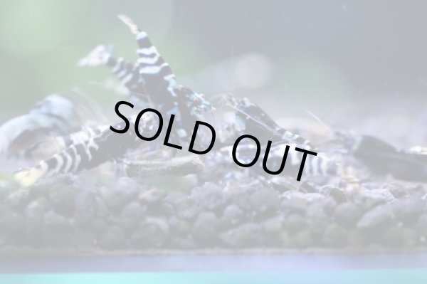 画像4: ブラックナナシーハイグレードペア (4)