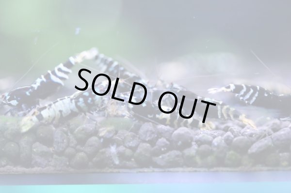 画像3: ブラックナナシーハイグレードペア (3)