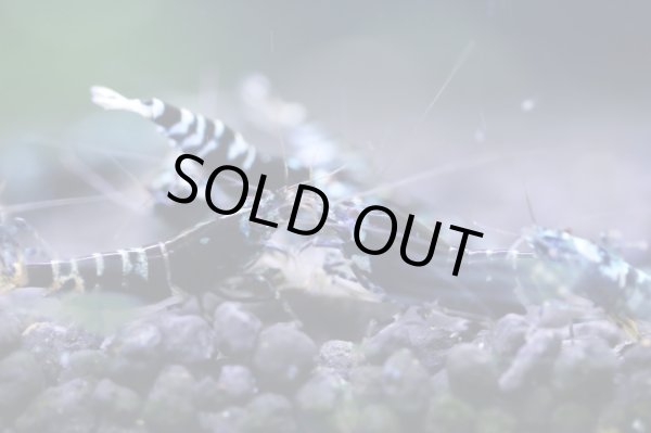 画像2: ブラックナナシーハイグレードペア (2)