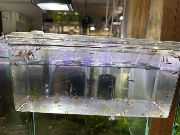 画像1: 超有名ブランドMIX若えび10匹セット (1)