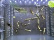画像1: Galaxy フィッシュボーンブラック５匹セット (1)