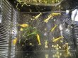 画像5: Galaxyゴールドフィッシュボーン繁殖セット 限定１セット　抱卵♀入り (5)