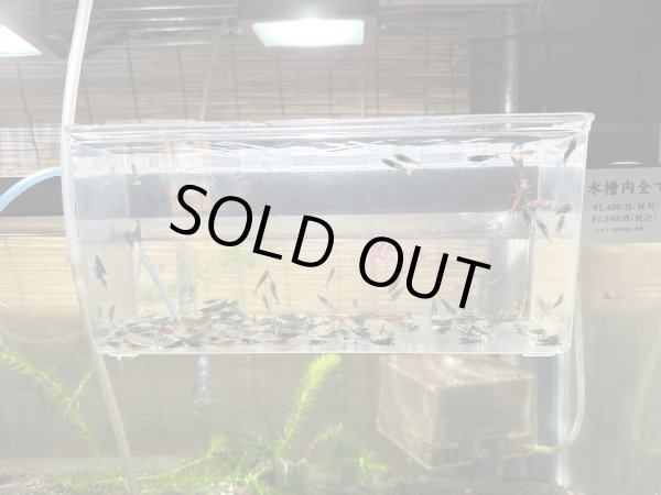 画像1: Galaxy fish born レッド10匹セット (1)