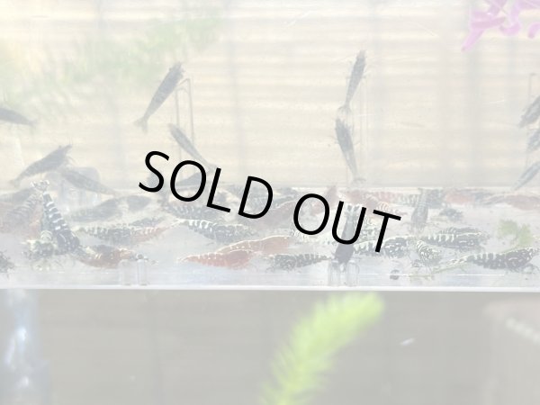 画像2: Galaxy fish born レッド10匹セット (2)