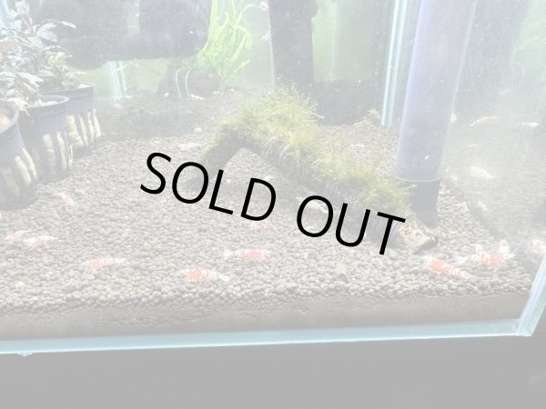 画像1: ファンシータイガー　　10匹セット (1)