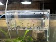 画像1: Galaxy fish bornブラック　ブルー系統10匹セット (1)